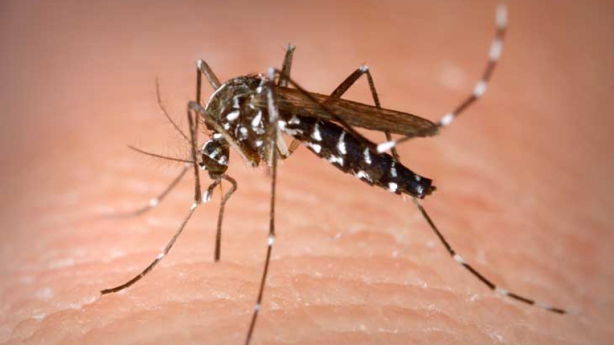 Dengue fever hotspots plague Hanoi